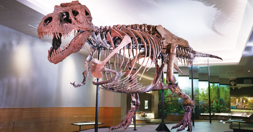 フィールド自然史博物館